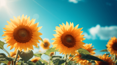 用的素材需来历清晰